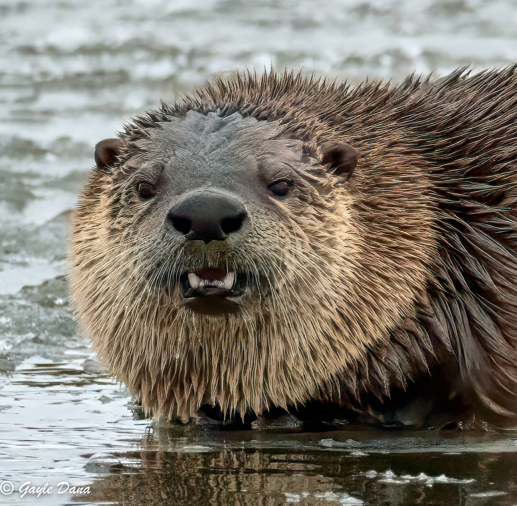 Otter face on ice